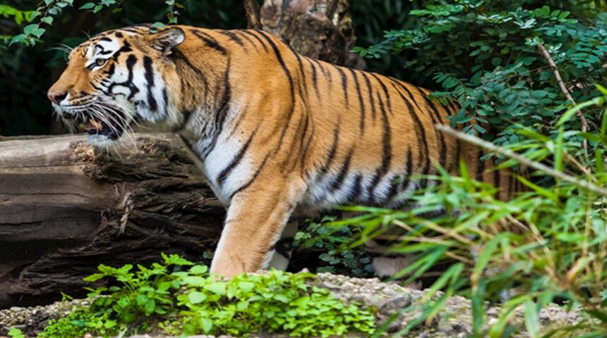 CEC to Visit Goa for Hands-On Study of Tiger Reserve Issue Before SC Hearing 1 20220203 204450