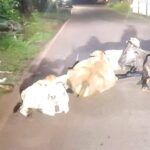 Rein in owners of stray cattle in Sodiem Siolim 860x368 1