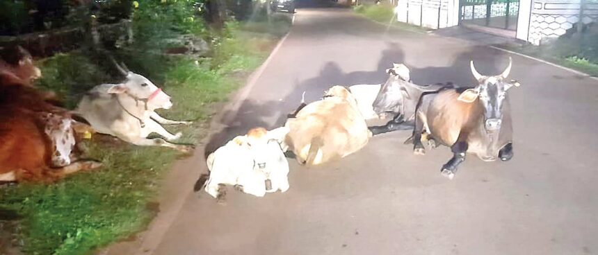 Goa Orders Relocation of Cattle from Deao Village After Shed Demolition 1 Rein in owners of stray cattle in Sodiem Siolim 860x368 1