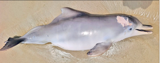 Eighteen Dolphins and Porpoises Found Dead Along Goa Coast in September, Conservationists Demand Action 1 Screenshot 2025 10 01 084353