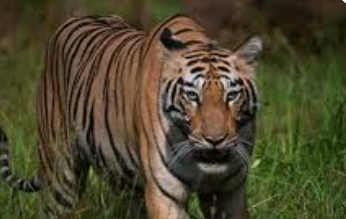 CEC Team Inspects Kalay Forest Amid Ongoing Mhadei Tiger Reserve Dispute in Goa 1 Screenshot 2025 10 18 083816