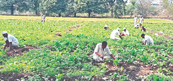 Goa approves semi-open prison at Colvale to focus on rehabilitation and skill development 1 Screenshot 2025 10 21 083344