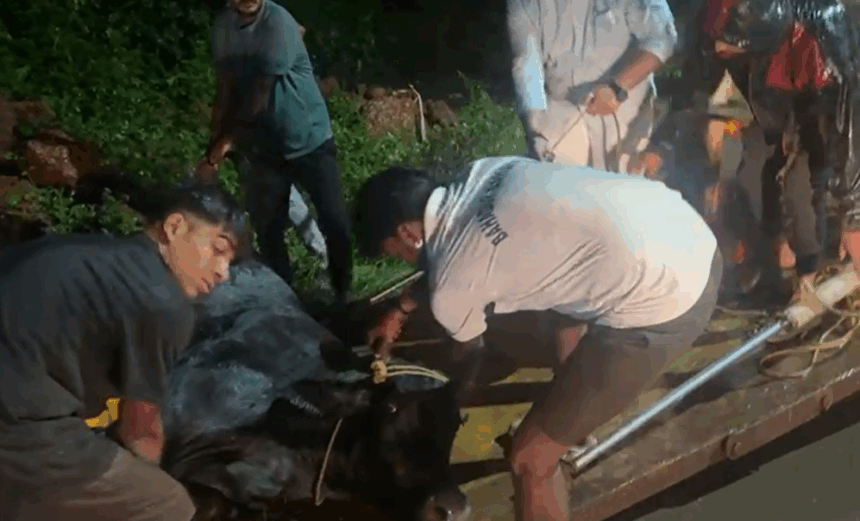 Sanguem Councillor Rescues Injured Cow, Urges Motorists to Drive Responsibly 1 Screenshot 2025 10 27 102034