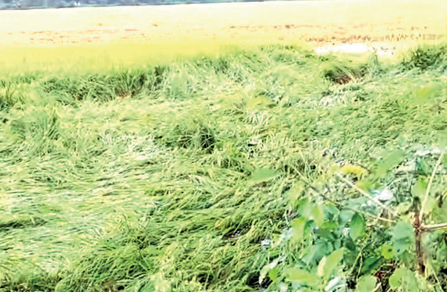 Unseasonal Rains Devastate Goa’s Paddy Fields; Farmers Demand Immediate Relief and Policy Support 1 Screenshot 2025 10 28 085722