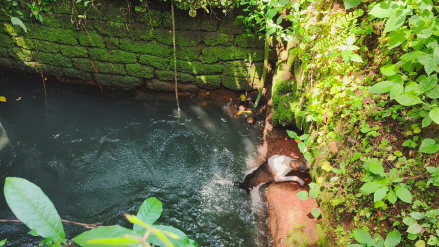 Mapusa Fire Brigade rescues Dog from open well in Aldona; Officer warns of safety hazard 1 WhatsApp Image 2025 10 13 at 3.06.43 PM 2