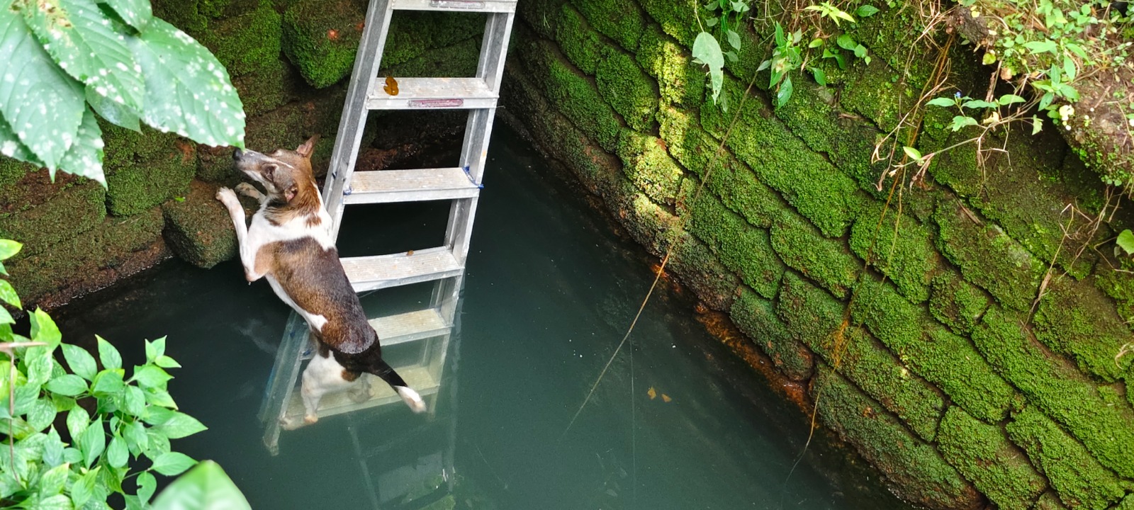 Mapusa Fire Brigade rescues Dog from open well in Aldona; Officer warns of safety hazard 2 WhatsApp Image 2025 10 13 at 3.06.43 PM