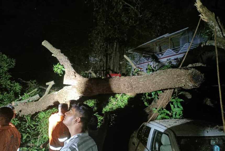 Candolim Mango Tree Falls, Damages Three Parked Vehicles; Fire Crew Clears Site 1 WhatsApp Image 2025 10 15 at 12.18.00 AM 1