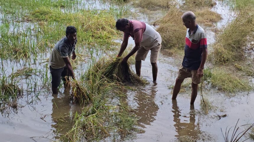Pernem Farmers Demand Compensation for Paddy Crop Loss After Heavy Rains; Congress Leader Visits Affected Fields 1 WhatsApp Image 2025 10 28 at 9.22.21 AM