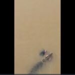 crocodile drags woman into river in odishas jajpur 075614837 16x9 0