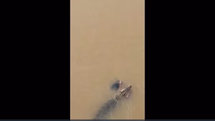 Video: Odisha Woman Attacked by Crocodile in River 1 crocodile drags woman into river in odishas jajpur 075614837