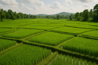 20251118 1514 Lush Paddy Fields simple compose 01kab5h3xbfmtrwx7w108b8c2c