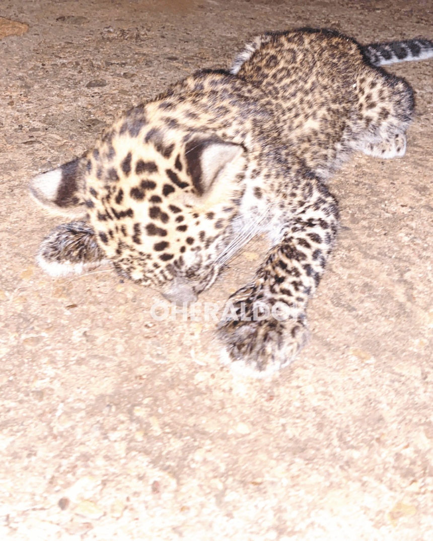 Injured Leopard Cub Strays into House in Khandepar, Rescued by Forest Officials 1 45 TEMPLATE 2025 11 09T124118.644