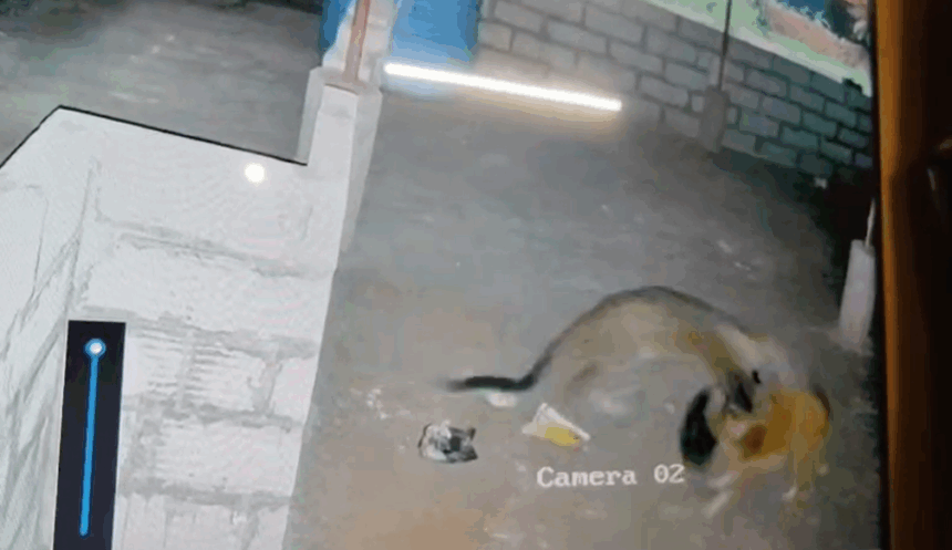 Leopard Menace Returns in Dhabdhaba Wada, Bicholim; Locals Panic After Pet Dog Taken Away 1 Screenshot 2025 11 03 130516