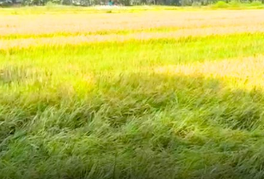 Agriculture Officers Inspect Rain-Damaged Fields in Velsao, Assure Farmers of Compensation by December 1 Screenshot 2025 11 04 122750