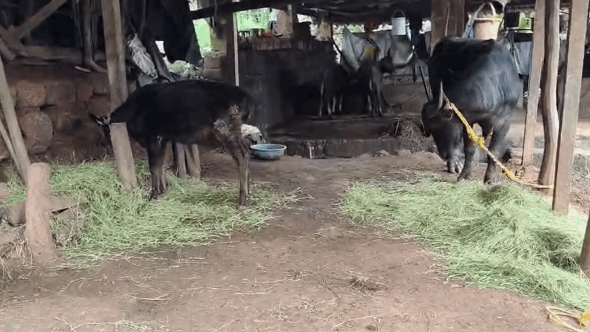 Leopard Attack on Cow Farm at Ozri: 11 Calves Killed in Three Months, Villagers Demand Action 1 Screenshot 2025 11 06 123505