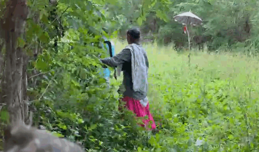 Adnem Women Farmers Keep 40-Year Yam Farming Tradition Alive Without Government Support 1 Screenshot 2025 11 06 152949