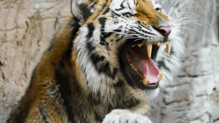 Farmer Killed in Tiger Attack in Mysuru; Karnataka Halts Safari and Trekking in Tiger Reserves 1 Screenshot 2025 11 08 100141