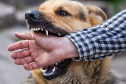 Goa Govt Makes Dog Bite Reporting Mandatory; Taluka Nodal Officers to Maintain Statewide Database 1 Screenshot 2025 11 18 084842