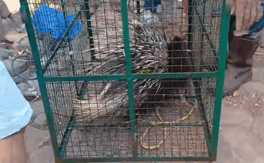 Porcupine Rescued From Well in Khareband; Animal to Be Released After Recovery 1 Screenshot 2025 11 18 110441