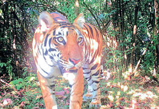 CEC’s Two-Phase Tiger Reserve Plan Sparks Sharp Divide in Goa Ahead of Supreme Court Hearing 1 Screenshot 2025 11 26 082856