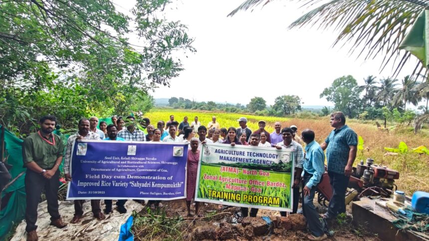 Field Demonstration of High-Yield Rice Variety ‘Sahyadri Kempumukthi’ Conducted in Saligao 1 WhatsApp Image 2025 11 03 at 11.50.02 AM