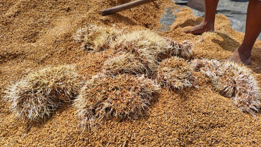 Unseasonal rains shatter farmers’ hopes as harvest-ready paddy gets sprouted 1 WhatsApp Image 2025 11 03 at 5.56.45 PM