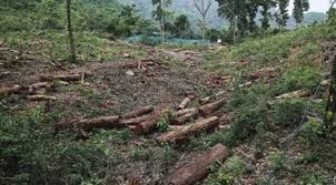 Dabolim housing row: SC admitsappeal, imposes freeze on tree cutting 1 images 6 5