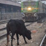 swarajya 2022 02 041e3a2d ea73 46a8 8fe5 424e5f1b57a6 cattle roa