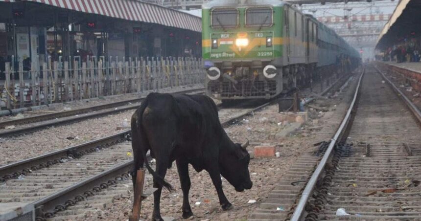Thivim railway station overrun by cattle and neglect 1 swarajya 2022 02 041e3a2d ea73 46a8 8fe5 424e5f1b57a6 cattle roa