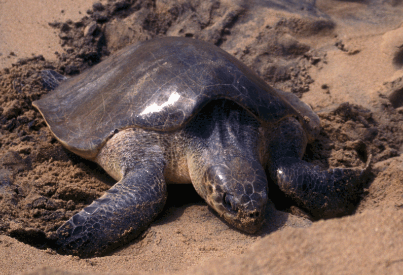 Olive ridley 6 Kartik Shanker e1766822724883