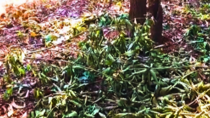Locals Raise Alarm Over Bush Cutting in Poinguinim, Canacona 1 ScreenShot Tool 20251218162508 1