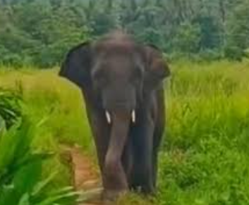 Elephant ‘Omkar’ Re-Enters Goa; Forest Dept Steps Up Vigil in Patradevi 1 Screenshot 2025 12 01 105742