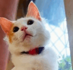 image 29 e1766313736823