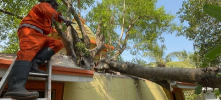 Tree Collapse at Undir Causes ₹1 Lakh Damage 1 ScreenShot Tool 20260106163100