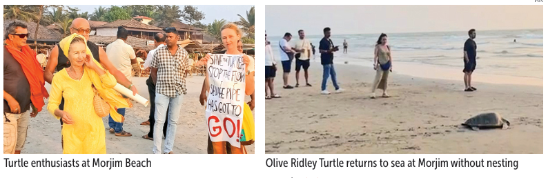 Conservationists livid as noise and lights drive turtle back to sea at Morjim 1 Screenshot 2026 01 19 081830