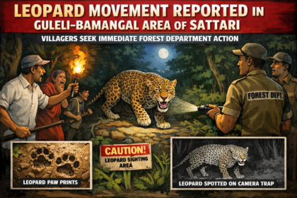 20260228 1135 Leopard Spotted in Sattari simple compose 01kjhdkt38ejfs34k5hffndedc