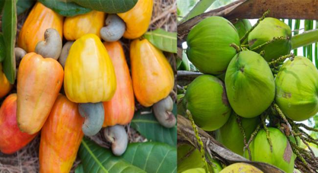 Budget brings hope for Goa’s coconut, cashew growers 1 4 1399540908