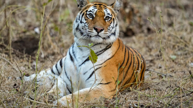 India to Host First Global Big Cat Summit, FM Announces 1 AA1VpRE5