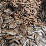 Illegal Sale of Unhygienic Fish Near SGPDA Market Triggers Public Outrage e1769942234224