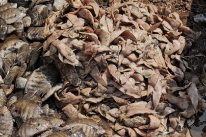 Illegal Sale of Unhygienic Fish Near SGPDA Market Triggers Public Outrage e1769942234224