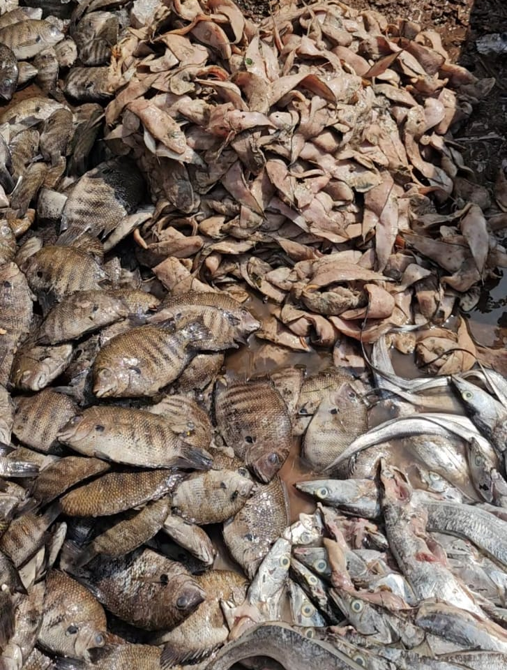 Illegal Sale of Unhygienic Fish Near SGPDA Market Triggers Public Outrage 1 Illegal Sale of Unhygienic Fish Near SGPDA Market Triggers Public Outrage e1769942234224