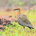 Indian Courser