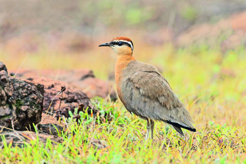 BETUL AVIATION PROJECT FACES ECO HEADWINDS 1 Indian Courser