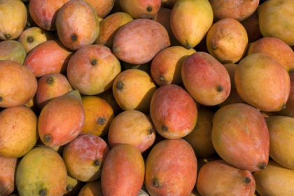 Mankurad Mango Goa TravellersofIndia