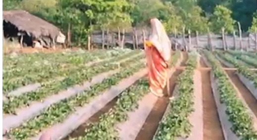 Strawberry Farming Flourishes in Verlem, Sanguem With Higher Yield and Visitor Footfall 1 Screenshot 2026 02 03 095929
