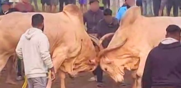 Viral Video Exposes Illegal Bull Fight in Arambol, Animal Lovers Seek Action Against Organisers 1 Screenshot 2026 02 06 115033