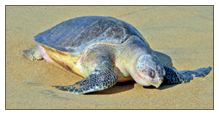 Olive Ridley nesting dips in Goa — should we be worried? 1 Screenshot 2026 02 11 083406