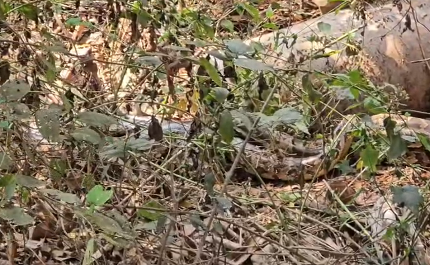 Residents Near PWD Office in Fatorda Spot 4–5 Pythons; Deputy Collector Orders Immediate Clean-Up 1 Screenshot 2026 02 27 131934