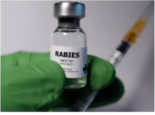 Anti-Rabies Vaccine Shortage Reported at Panaji Urban Health Centre 1 anti rabies vaccine 500x500 1