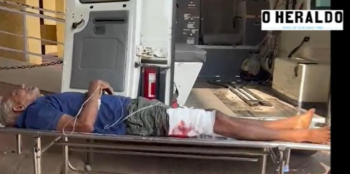 65-Year-Old Farmer Injured in Bison Attack at Cashew Plantation in Mandrem 1 image 72 1